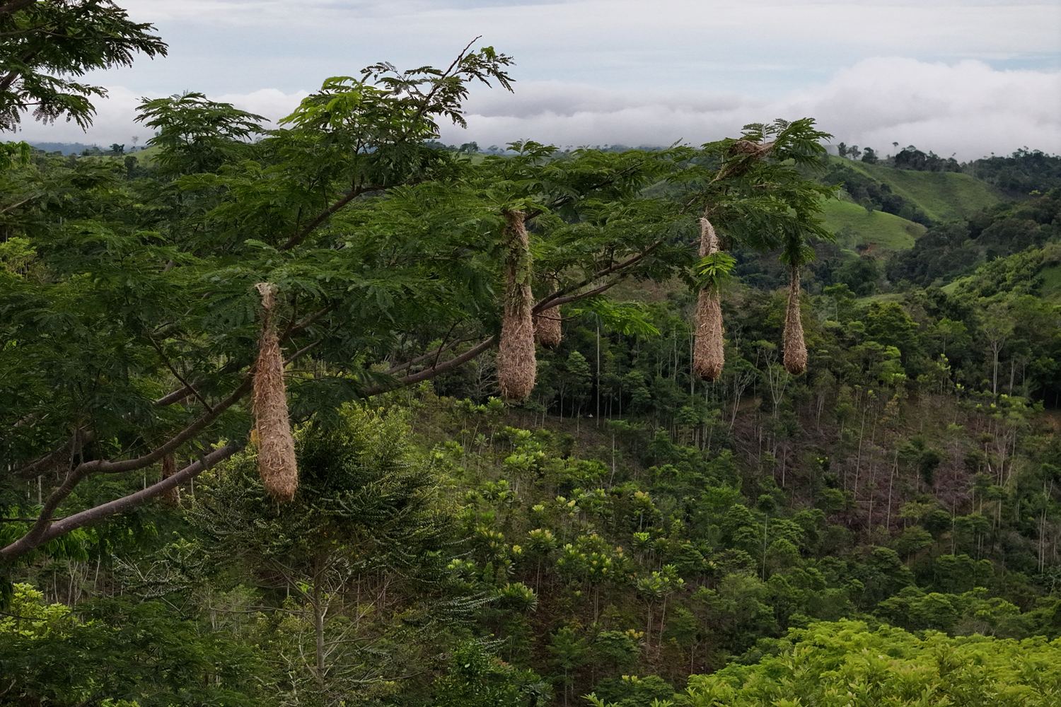 nidos de gulungo en la reserva
