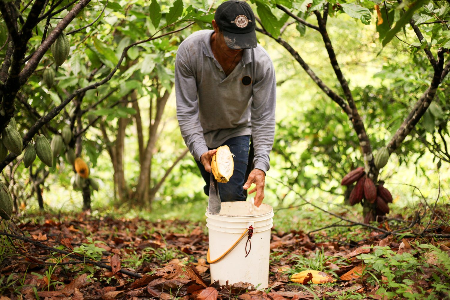 el cultivo de cacao