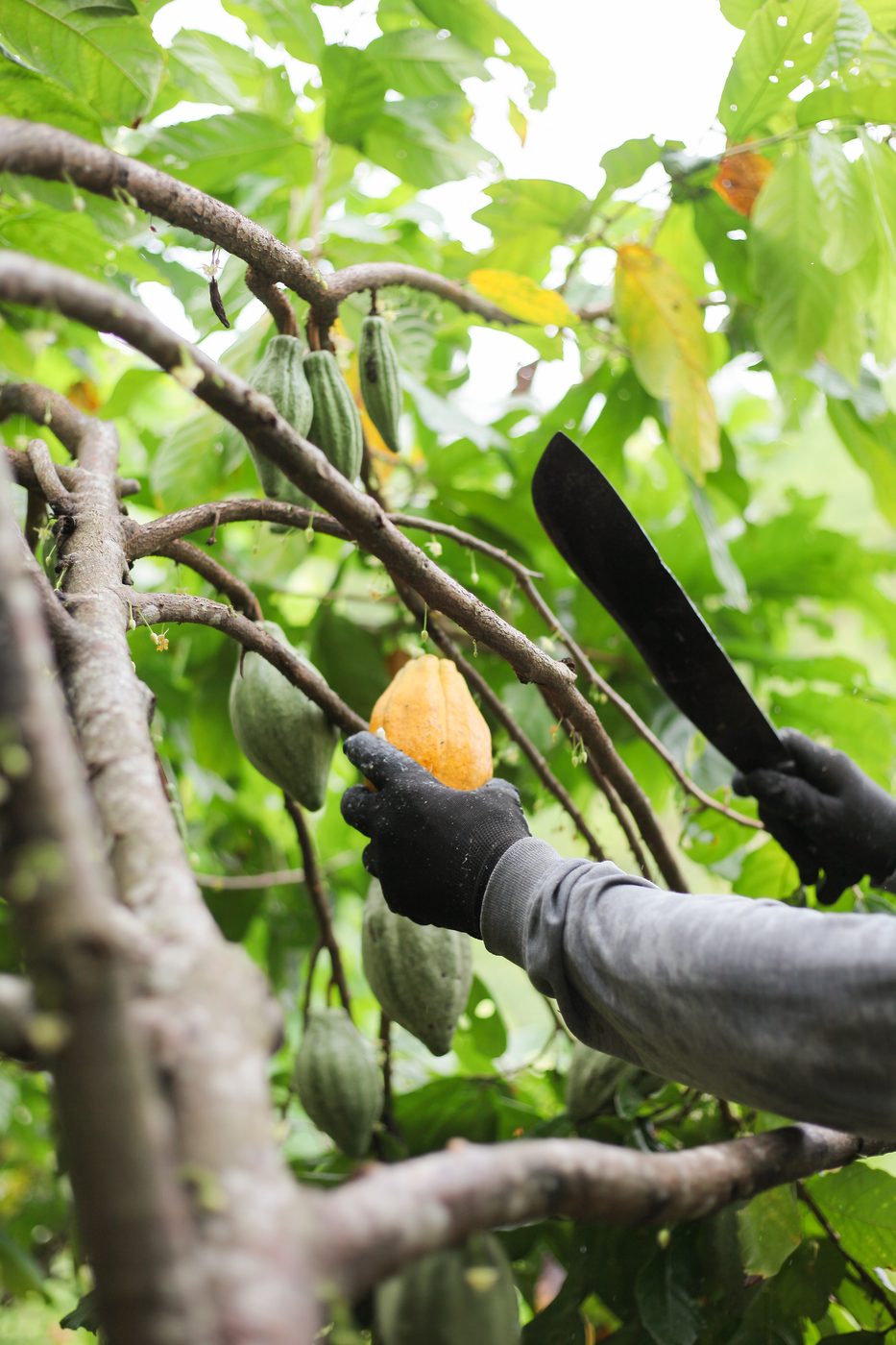Cacao