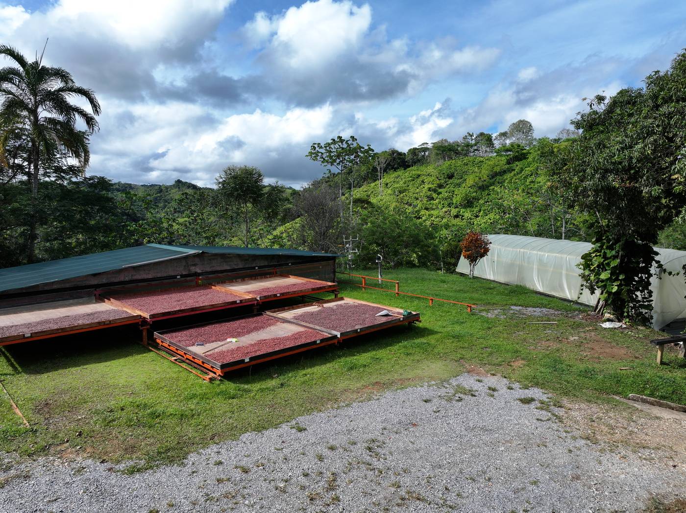 Secado del cacao