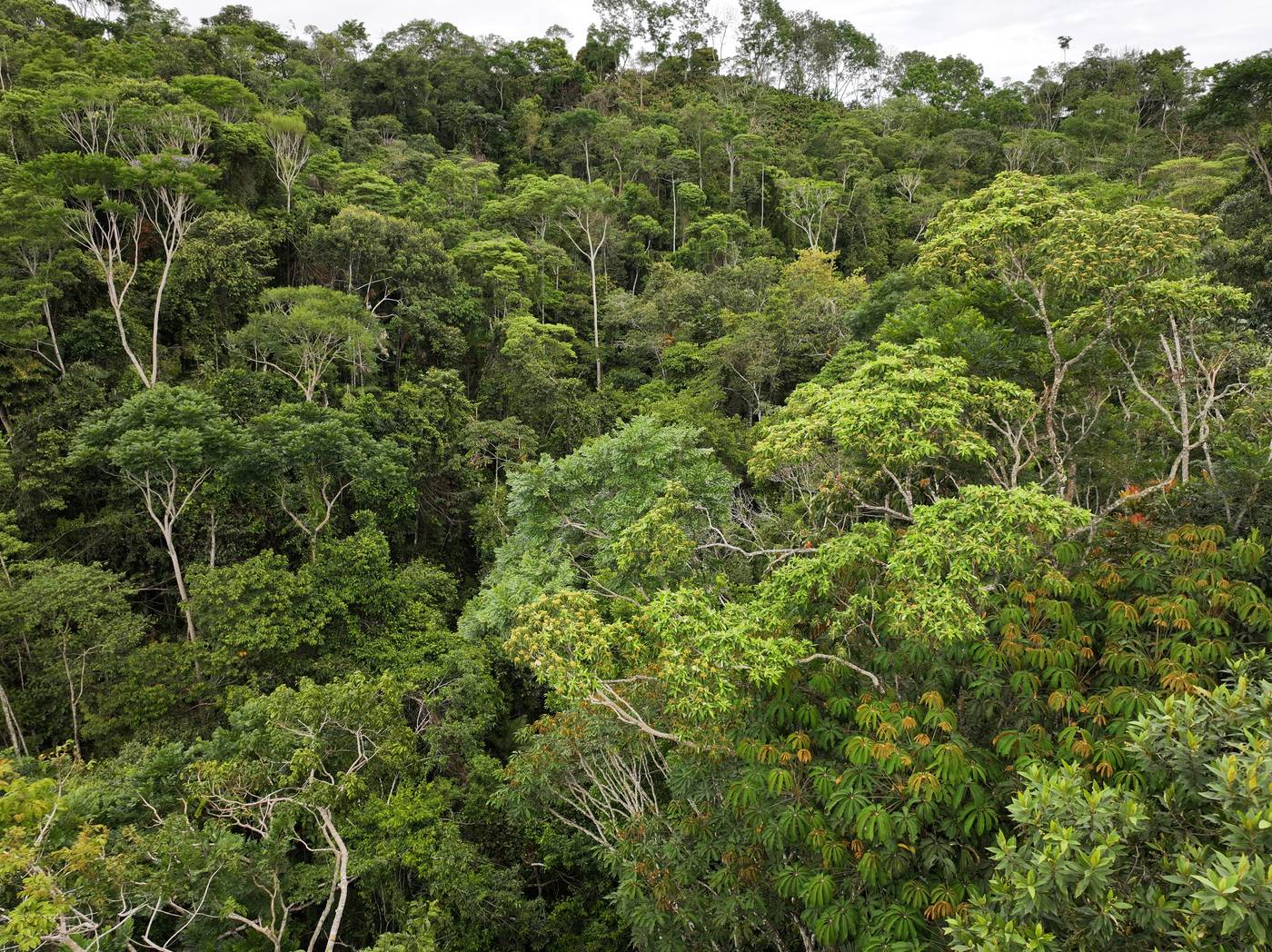 La reserva
